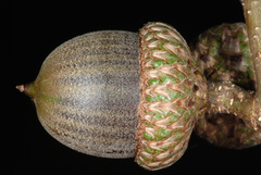 Quercus × moultonensis