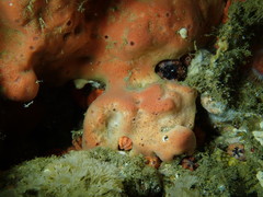 Dragmacidon mexicanum