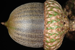 Quercus × moultonensis