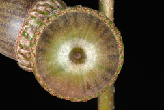 Quercus × moultonensis