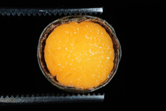 Quercus × moultonensis