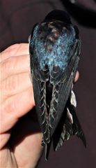 Hirundo dimidiata
