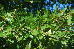 Quercus × moultonensis
