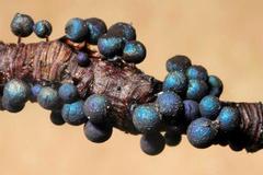 Lamproderma arcyrioides