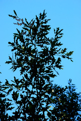 Quercus × moultonensis