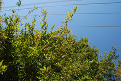 Quercus × moultonensis