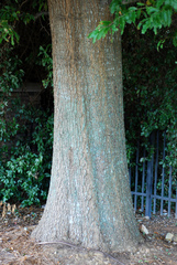 Quercus × moultonensis