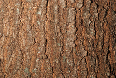 Quercus × moultonensis