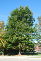 Quercus × moultonensis