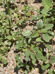 Euphorbia dentosa