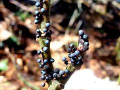 Lamproderma arcyrioides