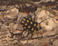 Mecynorhina passerinii