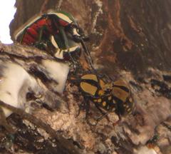 Mecynorhina passerinii