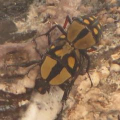 Mecynorhina passerinii