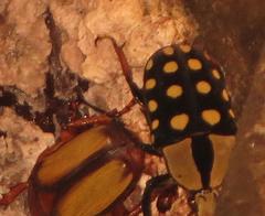 Mecynorhina passerinii