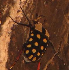 Mecynorhina passerinii