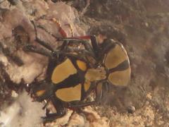 Mecynorhina passerinii