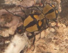 Mecynorhina passerinii