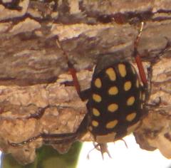 Mecynorhina passerinii