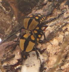 Mecynorhina passerinii