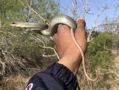Masticophis schotti ruthveni