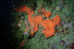 Dragmacidon mexicanum