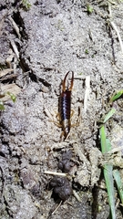 Apterygida albipennis