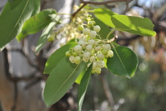 Arbutus unedo