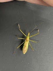 Zelus luridus
