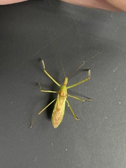 Zelus luridus