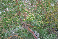 Arbutus unedo