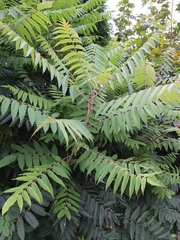 Rhus typhina