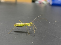 Zelus luridus