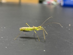 Zelus luridus