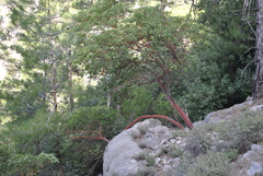 Arbutus unedo