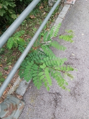 Robinia pseudoacacia