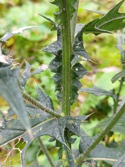 Cirsium vulgare
