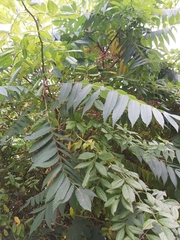 Rhus typhina