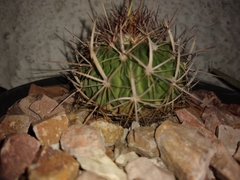 Echinofossulocactus obvallatus