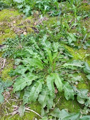 Rumex