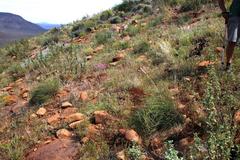 Cryptomys hottentotus