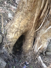 Ursus americanus eremicus