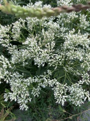 Eupatorium altissimum
