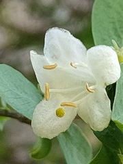 Lonicera pyrenaica