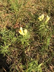 Linaria vulgaris