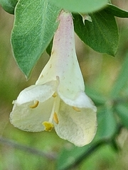 Lonicera pyrenaica