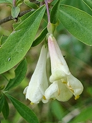 Lonicera pyrenaica