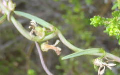 Cyphia digitata digitata