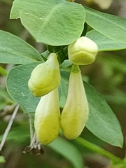 Lonicera pyrenaica