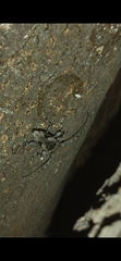 Aegomorphus jaspideus